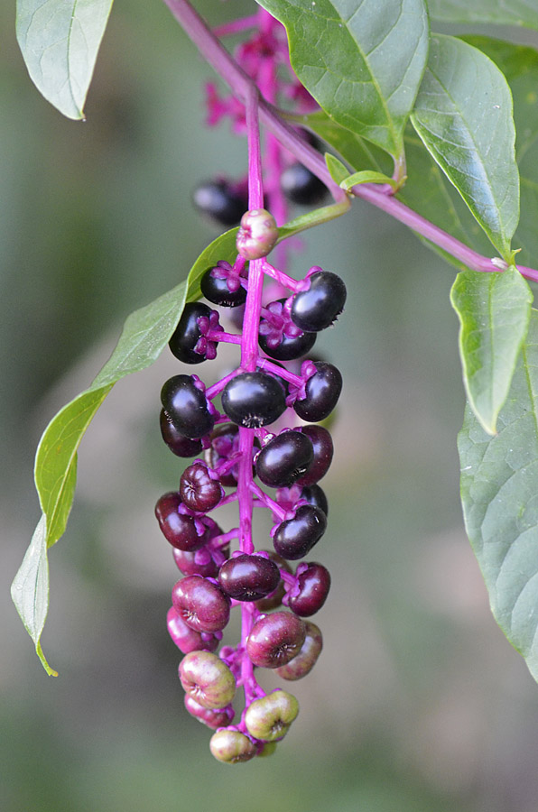 Phytolacca americana / Fitolacca, Cremesina, Uva-turca